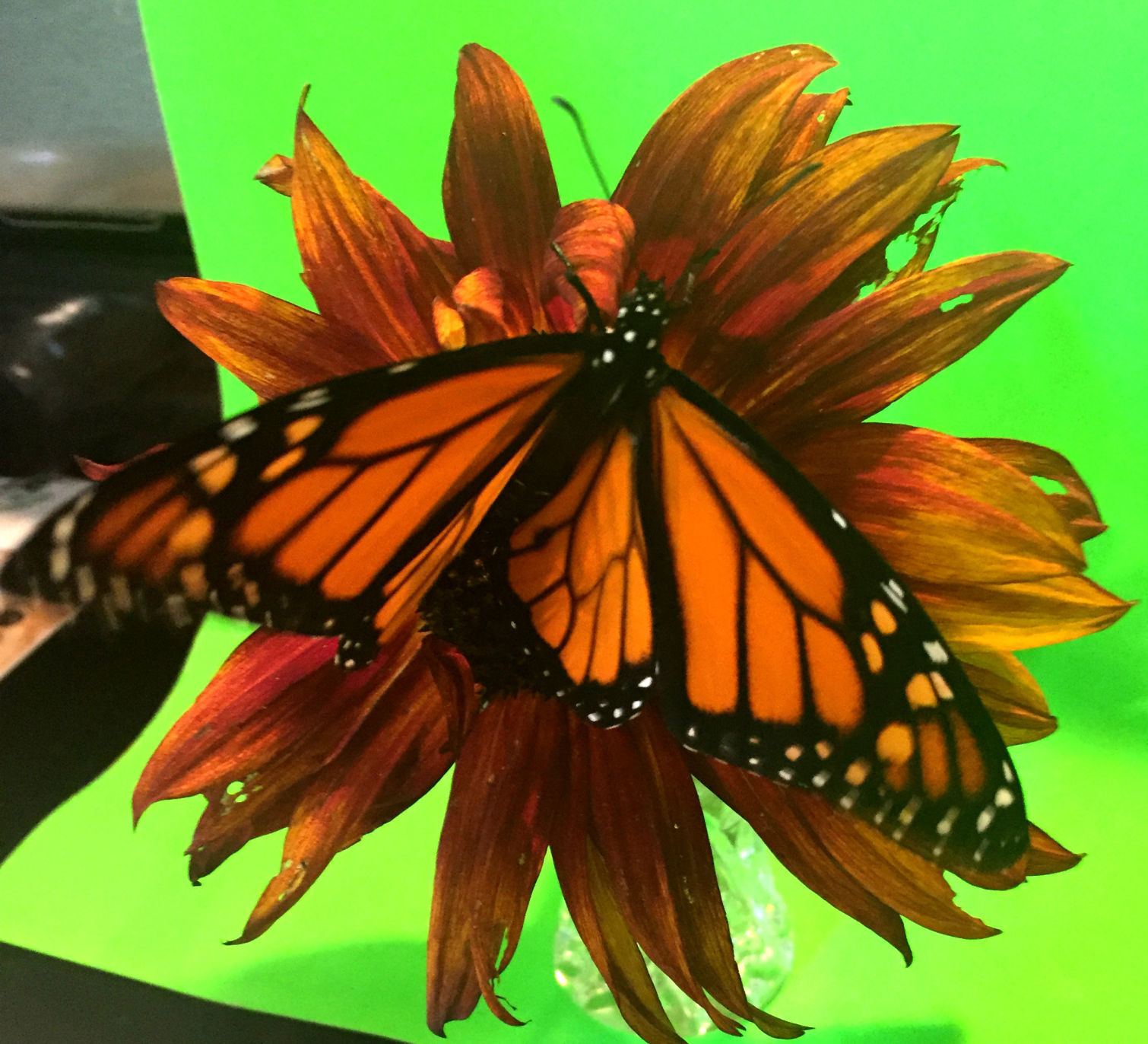 Tagged Monarch Butterfly